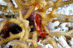 Raja Ampat 2019 - DSC07784_rc - Spotted leg guard crab - Crabe trapeze - Trapezia guttata
